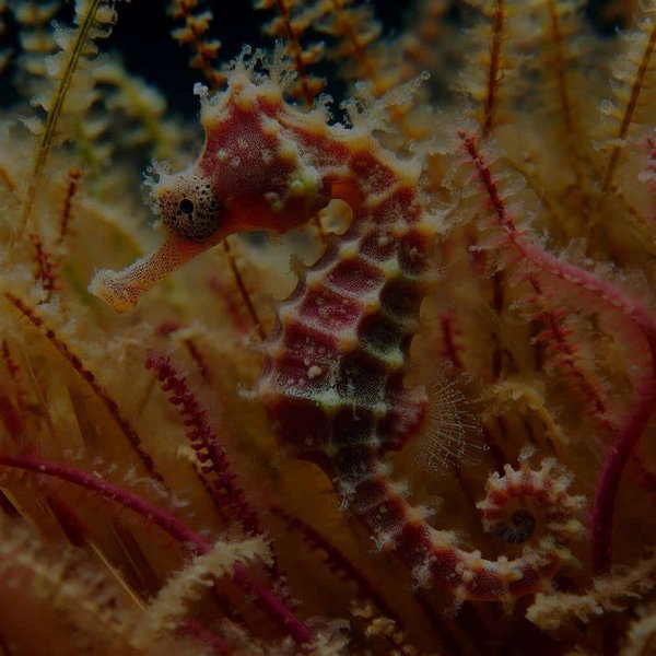 Comment les hippocampes pygmées se camouflent-ils dans les herbiers marins ?