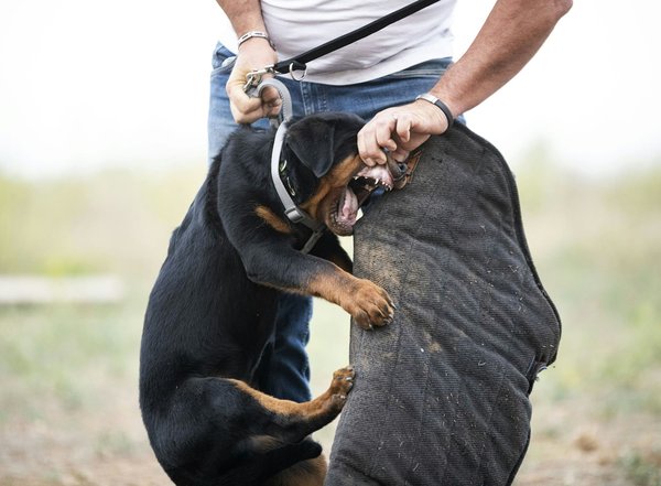 Assurez la sécurité de votre animal : harnais et laisse voiture